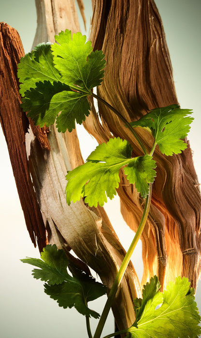 Wood Essence Eau de Parfum