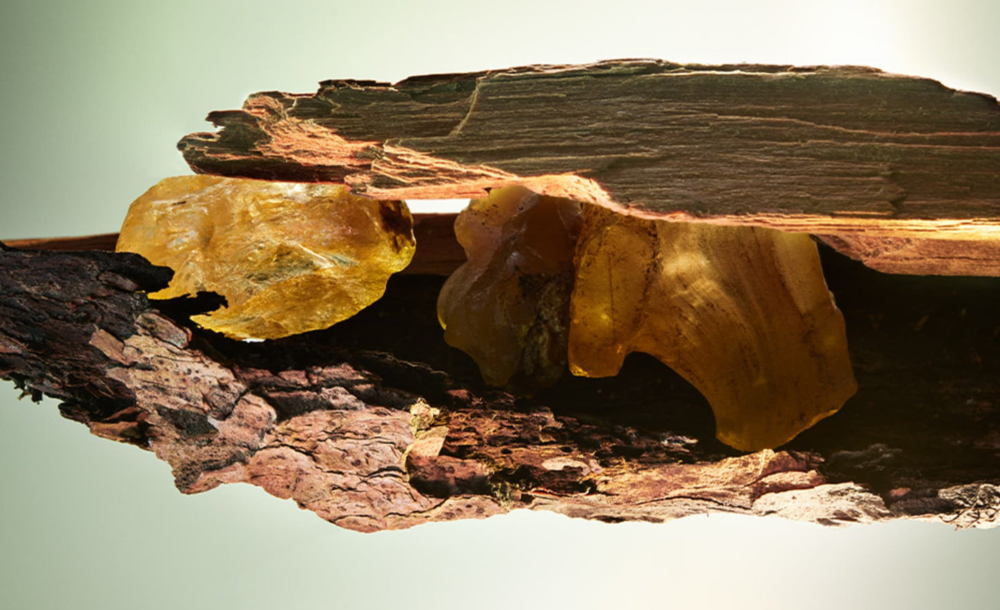 Wood Essence Eau de Parfum